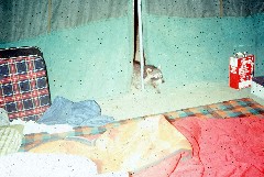Racoons; Camping